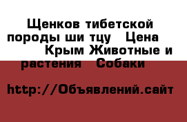 Щенков тибетской породы ши-тцу › Цена ­ 10 000 - Крым Животные и растения » Собаки   